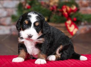 tri-colored female mini bernedoodle near Chicago Illinois