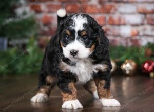 tri-colored female mini bernedoodle near Chicago Illinois