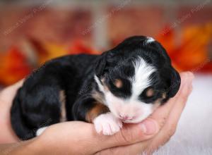 tri-colored female mini bernedoodle near Chicago Illinois