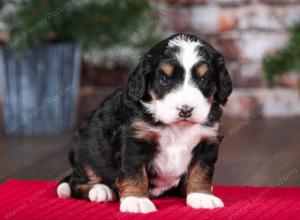 tri-colored female mini bernedoodle near Chicago Illinois