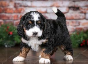 tri-colored female mini bernedoodle near Chicago Illinois