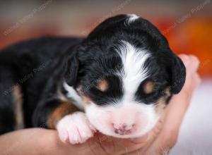 tri-colored female mini bernedoodle near Chicago Illinois