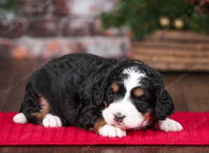 tri-colored female mini bernedoodle near Chicago Illinois