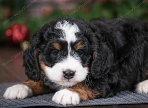 tri-colored female mini bernedoodle near Chicago Illinois