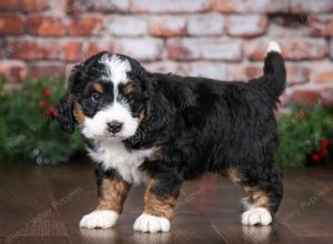 tri-colored female mini bernedoodle near Chicago Illinois