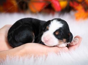 tri-colored female mini bernedoodle near Chicago Illinois