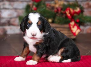 tri-colored female mini bernedoodle near Chicago Illinois