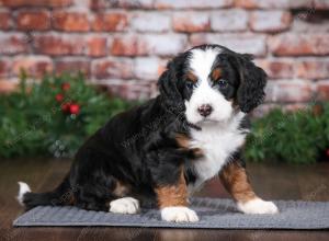 tri-colored female mini bernedoodle near Chicago Illinois