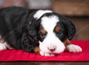 tri-colored female mini bernedoodle near Chicago Illinois