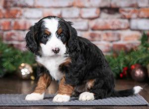 tri-colored female mini bernedoodle near Chicago Illinois