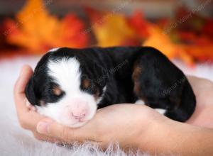 tri-colored female mini bernedoodle near Chicago Illinois