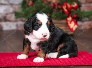 tri-colored female mini bernedoodle near Chicago Illinois