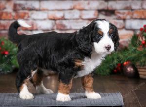 tri-colored female mini bernedoodle near Chicago Illinois