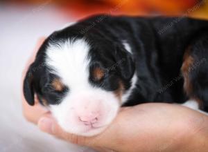 tri-colored female mini bernedoodle near Chicago Illinois