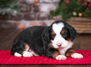 tri-colored female mini bernedoodle near Chicago Illinois