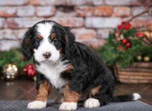 tri-colored female mini bernedoodle near Chicago Illinois