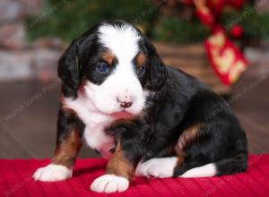 tri-colored female mini bernedoodle near Chicago Illinois