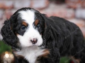 tri-colored female mini bernedoodle near Chicago Illinois