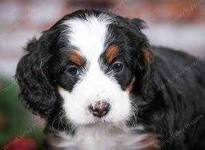 tri-colored female mini bernedoodle near Chicago Illinois