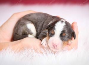 blue merle male mini bernedoodle near Chicago Illinois