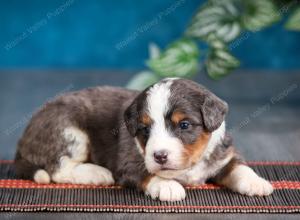 blue merle male mini bernedoodle near Chicago Illinois