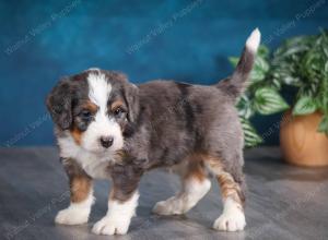 blue merle male mini bernedoodle near Chicago Illinois