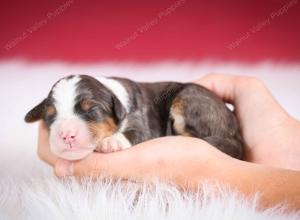 blue merle male mini bernedoodle near Chicago Illinois