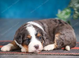 blue merle male mini bernedoodle near Chicago Illinois