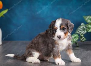 blue merle male mini bernedoodle near Chicago Illinois