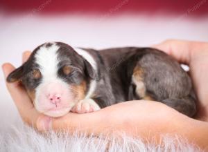 blue merle male mini bernedoodle near Chicago Illinois