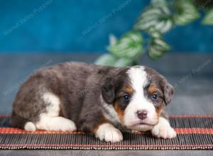 blue merle male mini bernedoodle near Chicago Illinois