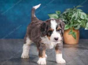 blue merle male mini bernedoodle near Chicago Illinois