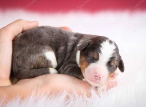 blue merle male mini bernedoodle near Chicago Illinois