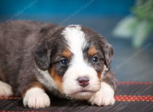 blue merle male mini bernedoodle near Chicago Illinois