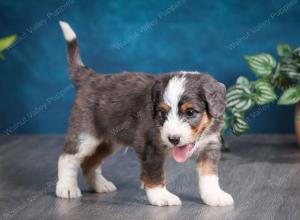 blue merle male mini bernedoodle near Chicago Illinois