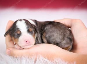 blue merle male mini bernedoodle near Chicago Illinois