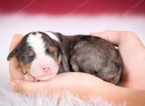 blue merle male mini bernedoodle near Chicago Illinois