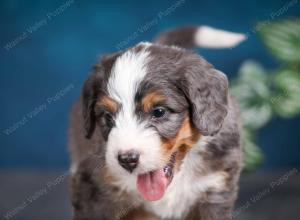 blue merle male mini bernedoodle near Chicago Illinois