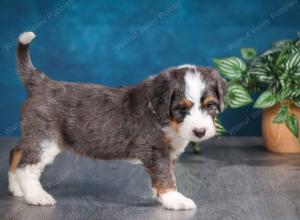 blue merle male mini bernedoodle near Chicago Illinois