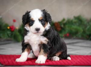 female mini bernedoodle near Chicago Illinois