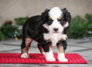 female mini bernedoodle near Chicago Illinois