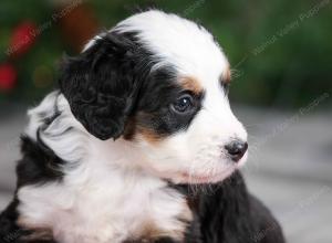 female mini bernedoodle near Chicago Illinois