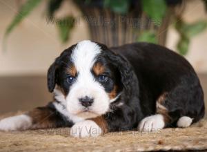 tri-colored mini bernedoodle near Chicago Illinois