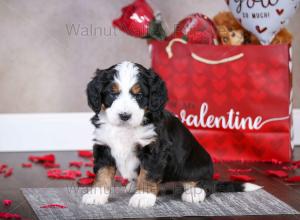 tri-colored mini bernedoodle near Chicago Illinois