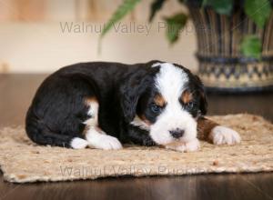 tri-colored mini bernedoodle near Chicago Illinois