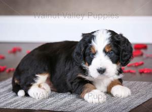 tri-colored mini bernedoodle near Chicago Illinois