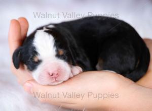 tri-colored mini bernedoodle near Chicago Illinois