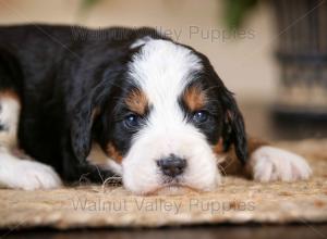 tri-colored mini bernedoodle near Chicago Illinois