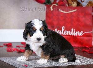 tri-colored mini bernedoodle near Chicago Illinois