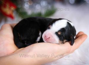 tri-colored mini bernedoodle near Chicago Illinois